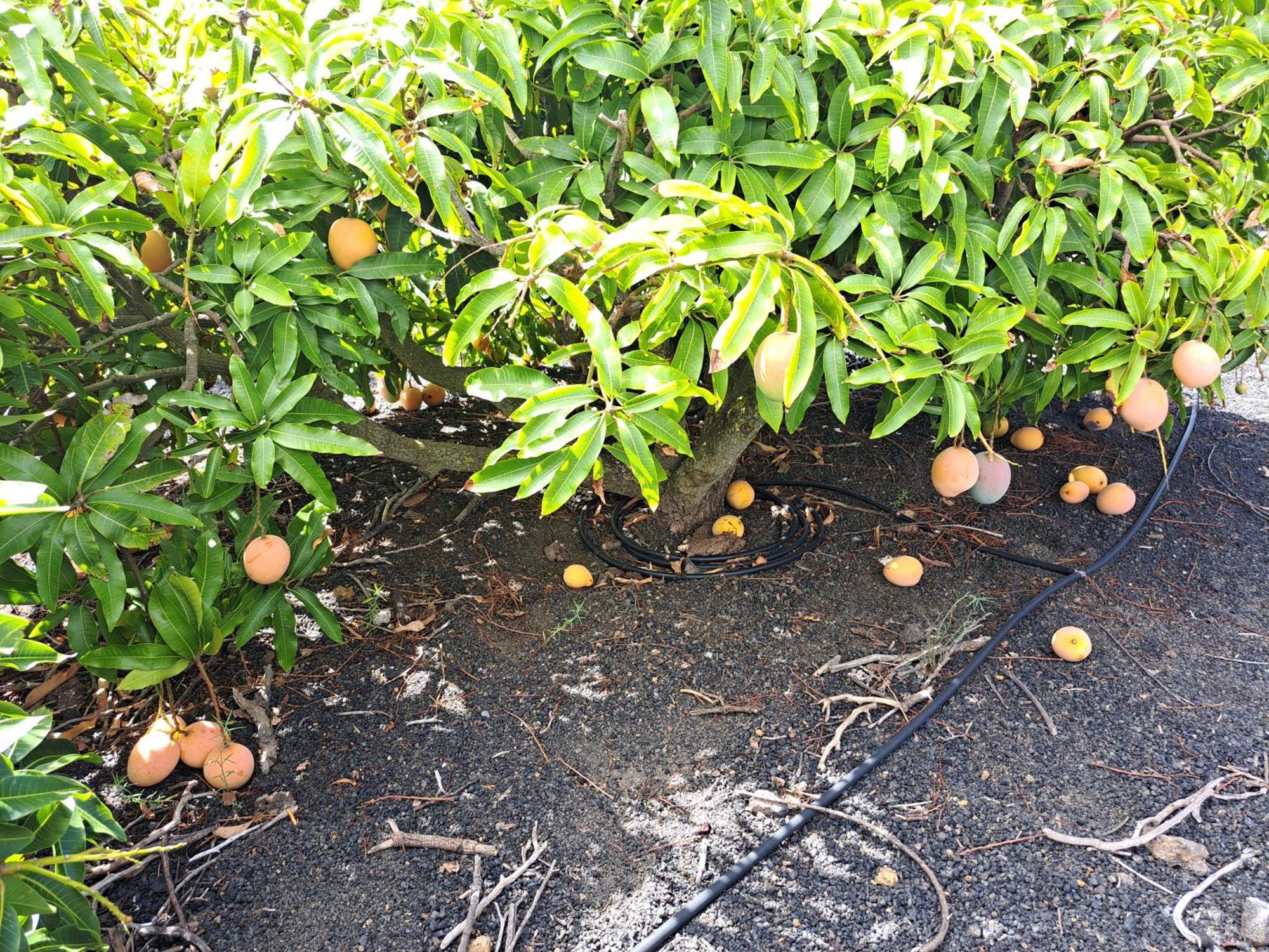Las Casitas De Pao El Pinar  Rum bild