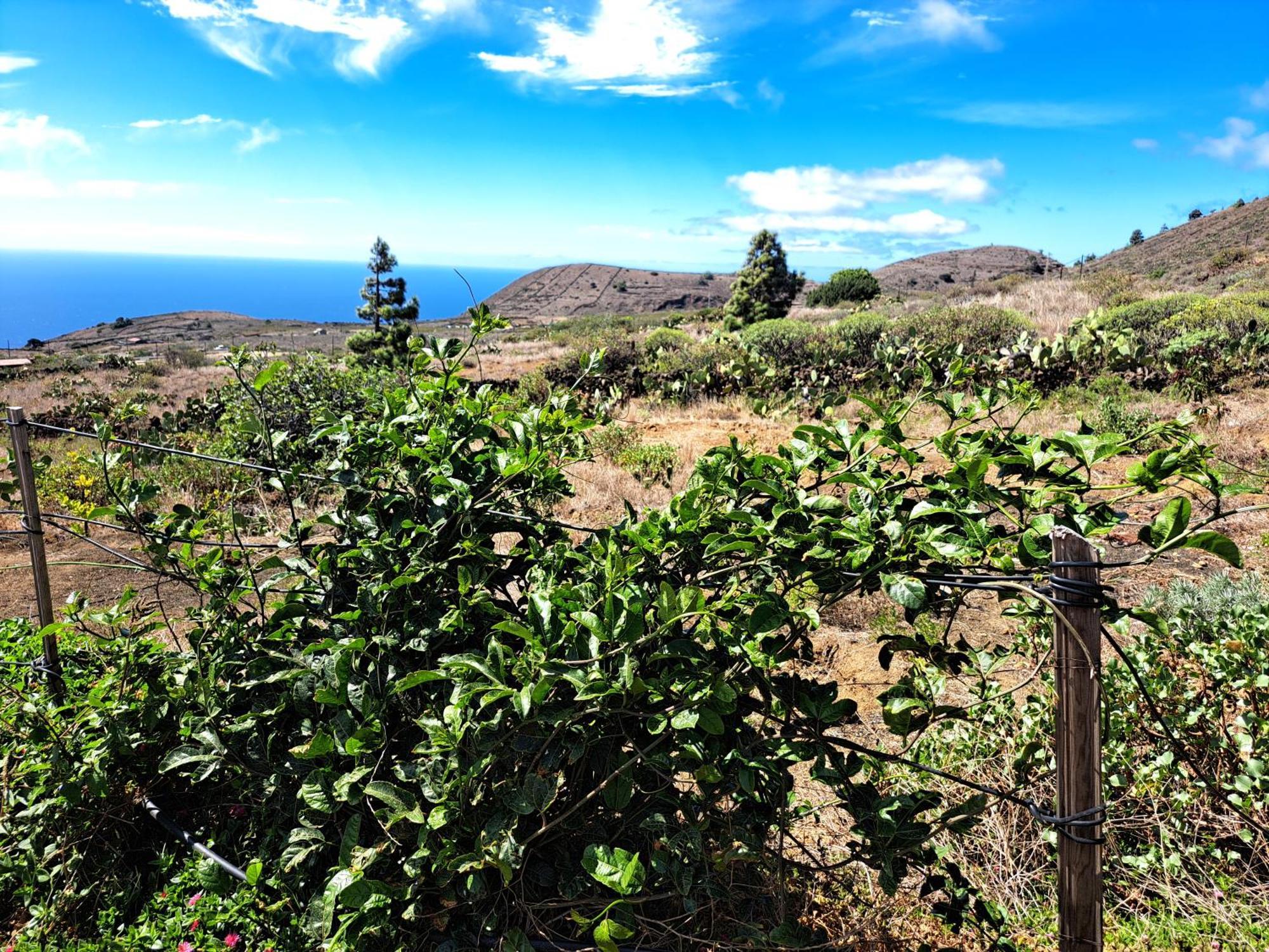 Las Casitas De Pao El Pinar  Rum bild